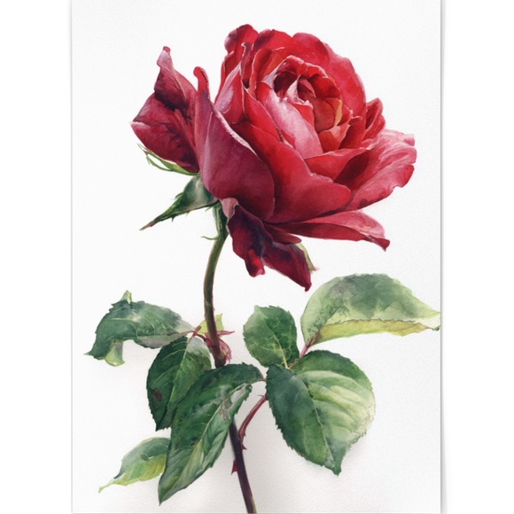 Watercolor Single Red Rose Wall Art Print, Unframed - Timeless Floral Elegance - Picture 2 of 6